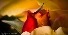 Red Rose - 2729  60 x 90 cm - Classic Print Matted : 2-Geographic Indexes, 3-Subject indexes, 4P-Plants, 4P>F-Flowers, 4P>F>CR-Red, 4P>F>CY-Yellow, 4P>F>R-Rose, Baden Württemberg, Baden-Baden, Countries, Deutschland, Germany, Kreuzstraße, Land Baden-Württemberg, Nufringen